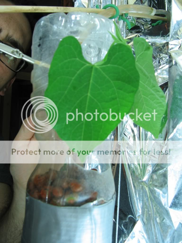 aquaponics vs hydroponics (c) daboJones aquaponics vs hydroponics