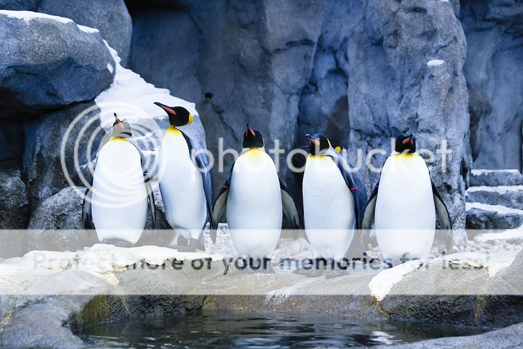 IMAGE: http://i1035.photobucket.com/albums/a435/Iasgair/KingPenguins_zpsaa54406e.jpg
