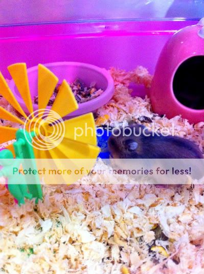 Photobucket
