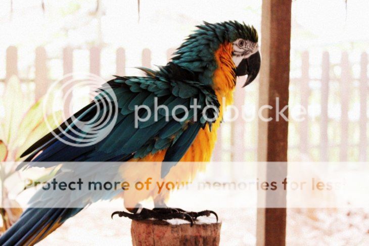 Photobucket