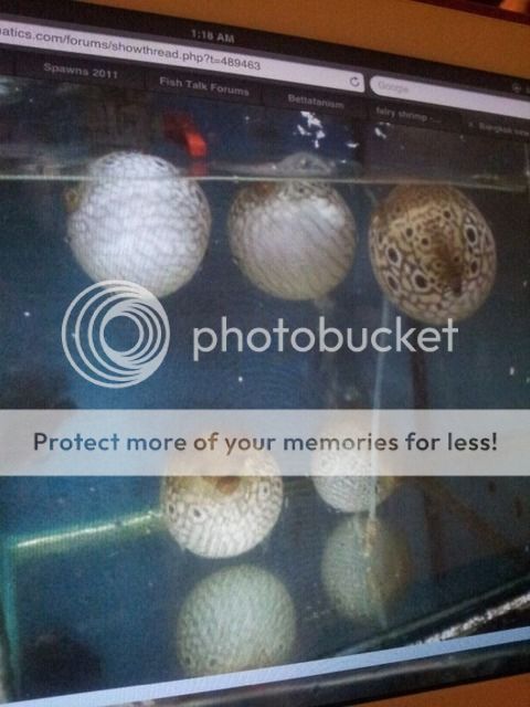 Uploaded from the Photobucket iPhone App