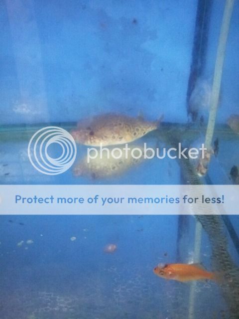 Uploaded from the Photobucket iPhone App