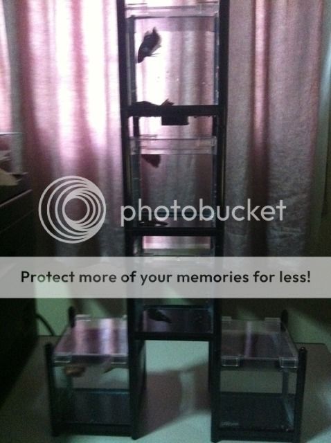 Uploaded from the Photobucket iPhone App
