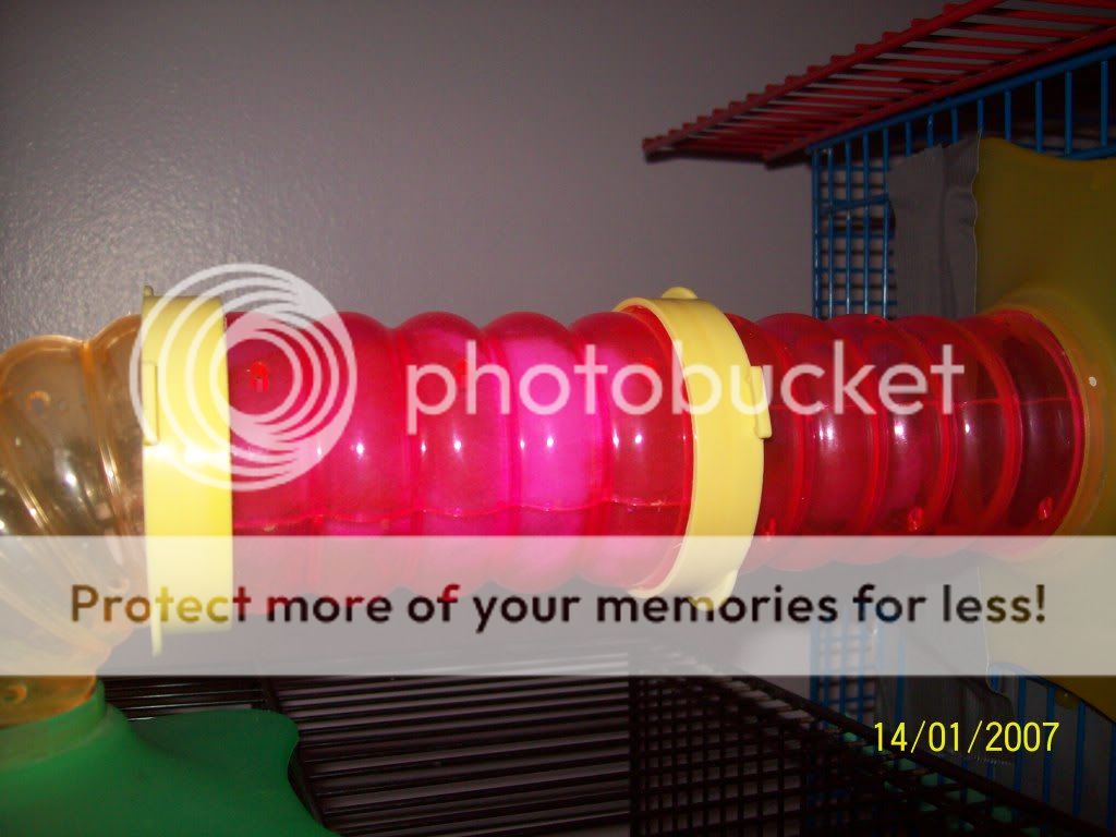 My new hamster cage extension... Hamster Central